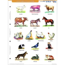 Cartographia Ház körül élő állatok tanulói munkalap duo -Stiefel 5998504317807