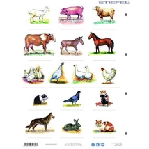 Cartographia Ház körül élő állatok tanulói munkalap duo -Stiefel 5998504317807