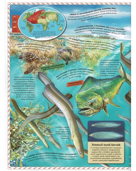 Cartographia Atlasz az óceánokról - Napraforgó-9789634833246