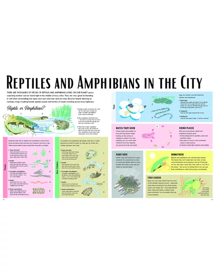 Cartographia-Vadon a városban könyv gyerekeknek (Wild In The City) - Lonely Planet- 9781788684903