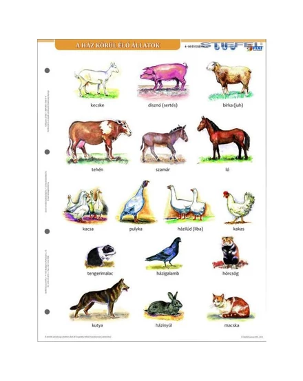 Cartographia Ház körül élő állatok tanulói munkalap duo -Stiefel 5998504317807
