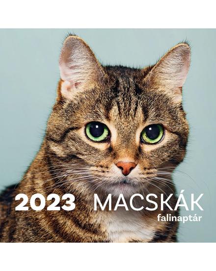 Cartographia Macskák falinaptár 2022 5998046503232